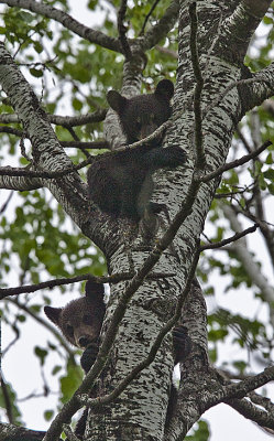 Two cubs high up in a tree