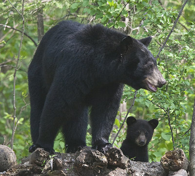 Black Bear mom and young cub