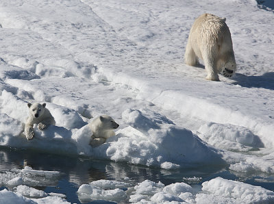 4.They do while she smells a spot on the ice