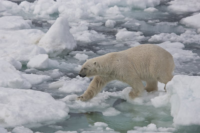 Moving across the pack ice