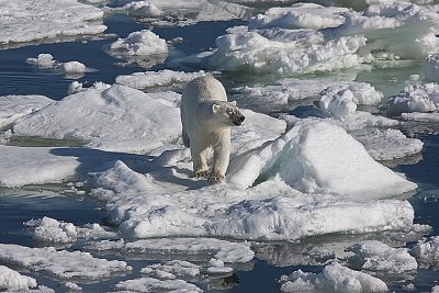 Winding thru the pack ice