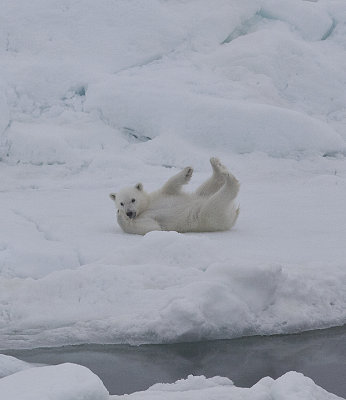 Cub frolicks by Sue