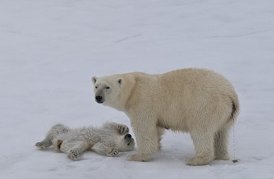 Mom watches,cub enjoys by Sue