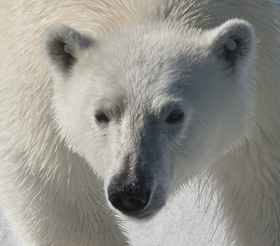 Polar Bears of Spitzbergen with Joe Von Ost-2012
