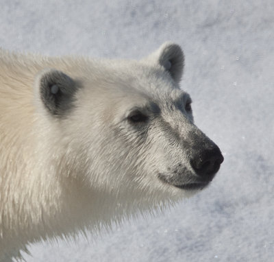 Polar Bears of Spitzbergen