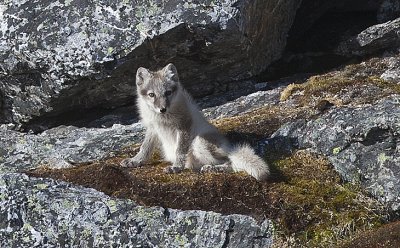 Arctic Fox