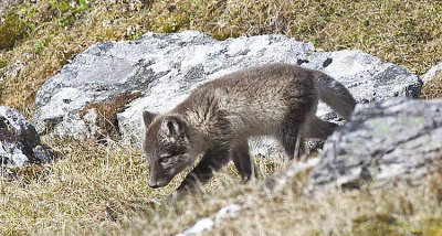 Arctic Fox