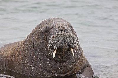 Young Walrus