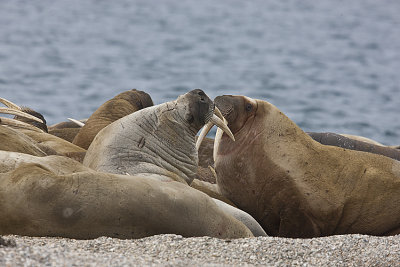 Walruses quietly figh
