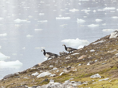 Barnacle geese