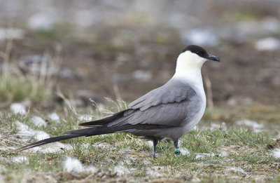 Long tailed  Jaeger