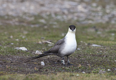 Long tailed Jaeger