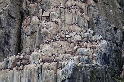 Thick billed murre
