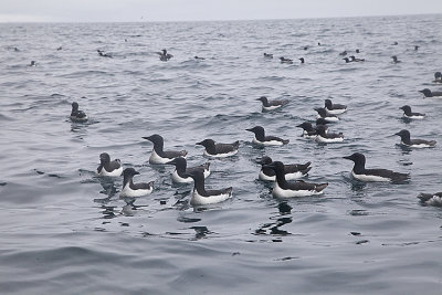 Thick billed murre