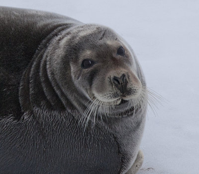 Bearded seal