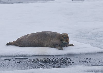 Bearded seal