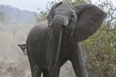 Angry young elephant confronts our vehicle