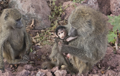 Baboon baby with parents