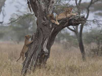 Lion cubs in tree