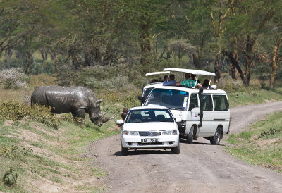 Rhino approaches cars