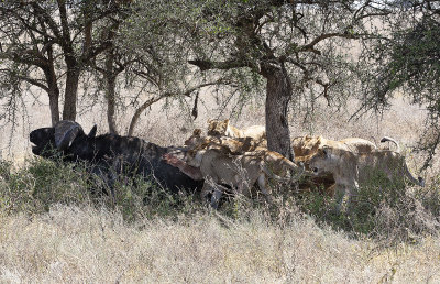 Water Buffalo attacked by lions