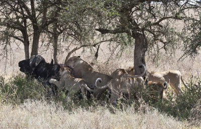 Water Buffalo attacked by lions