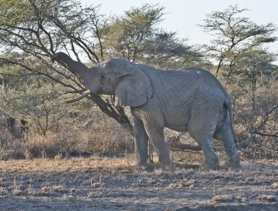 Elephant bring down tree for top leaves