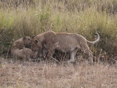 Lioness and cubs