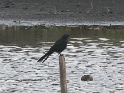 Great-tailed Grackle,male