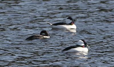 Buffleheads,two in breeding plumage and a first winter male