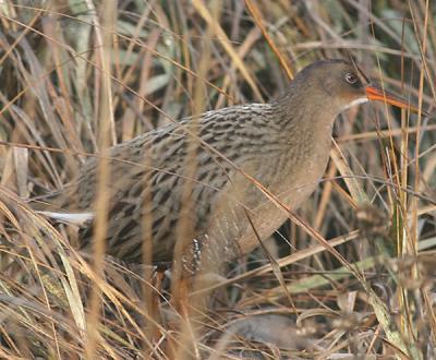 Clapper Rail