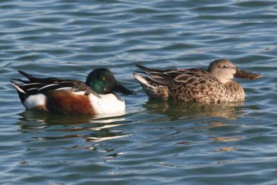 Northern Shoveler in breeding plumage,,male and female pair