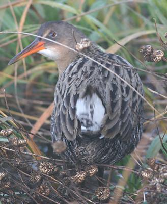 Clapper Rail