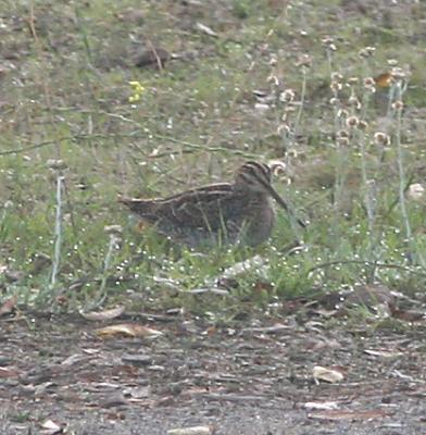 Wilson's Snipe in the grass