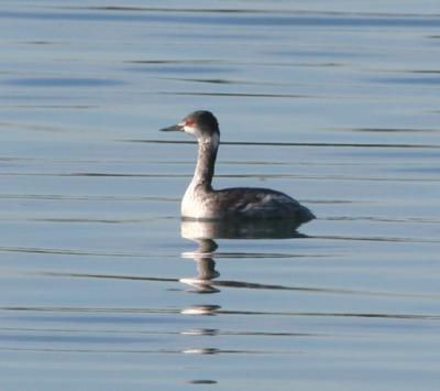 Eared Grebe,adult nonbreeding