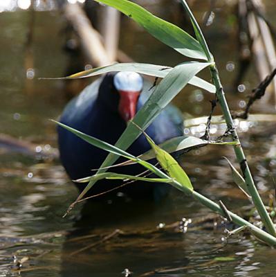 Purple Galinule