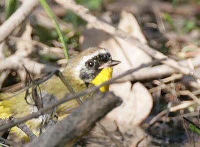 Common Yellowthroat,male