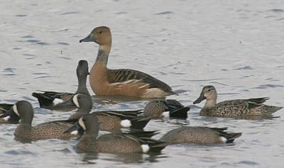 Fulvous whistling-Duck and Blue-winged Teals