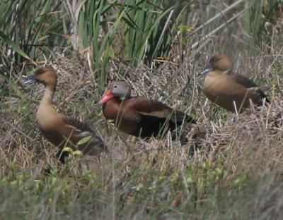 Fulvous Whistling Ducks and Black-bellied Whistling Duck