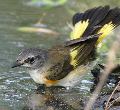 American Redstart