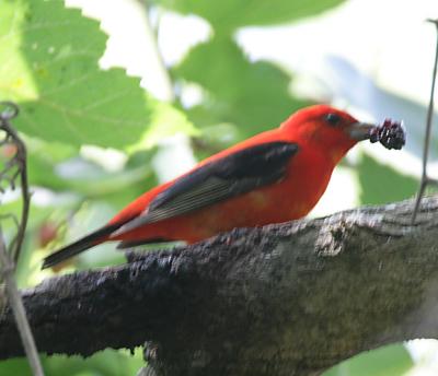 Scarlet Tanager