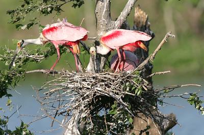 Roseate Spoonbills setting up the nest