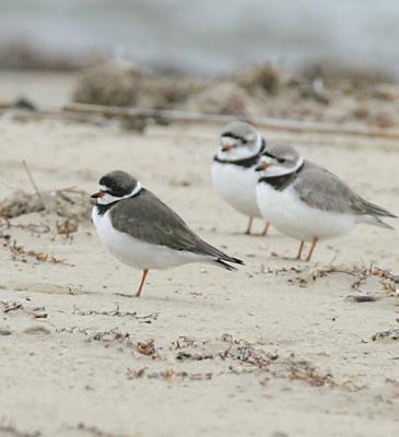 Two Piping Plovers with a Semi-palmated Plover