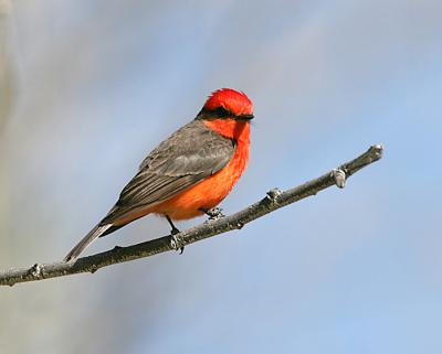 Vermilion Flycatcher