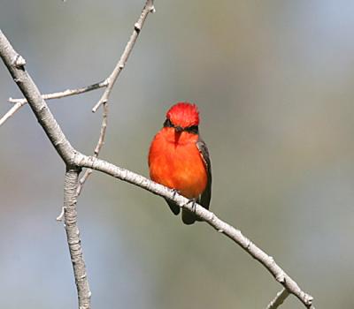 Vermilion Flycatcher
