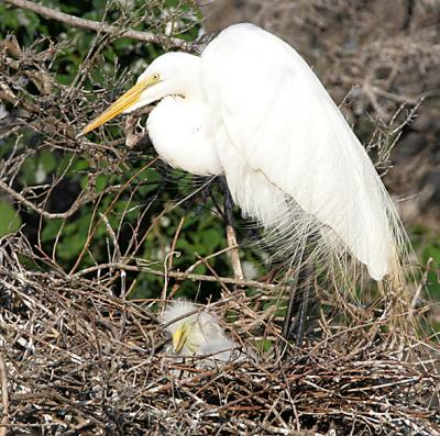 Great Egret mother and baby