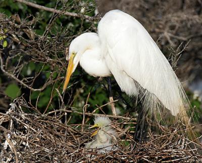 Great Egret mother and unhappy baby