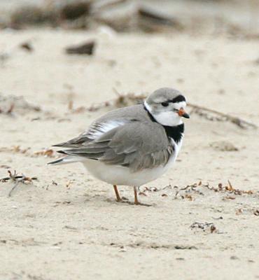 Piping Plover,male