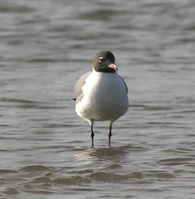 Laughing Gull in breeding plumage