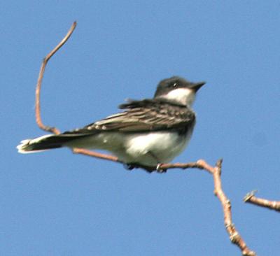 Eastern Kingbird